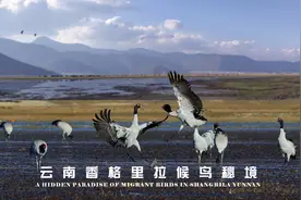 云南纳帕海，国家一级保护动物黑颈鹤随处可见，飞翔的样子太美了视频封面
