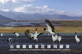 云南纳帕海，国家一级保护动物黑颈鹤随处可见，飞翔的样子太美了视频封面