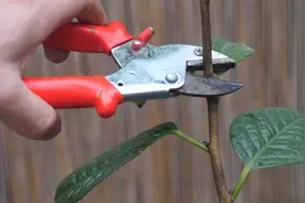植物界大熊猫金花茶开春剪一刀，侧芽爆满枝视频封面