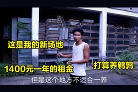 今天终于把这个养殖场租下来了，一年的租金是1400元，打算养鹌鹑视频封面