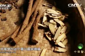 有毒副作用的雷公藤，竟缓解了女子十年的风湿病，这是怎么回事？视频封面