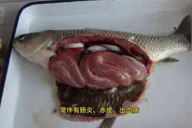 草鱼乌头瘟不了解病因怎么治疗？快收藏了解视频封面