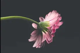 张爱玲《花凋》（一）：当花瓣离开花朵，请凝视她的美丽视频封面