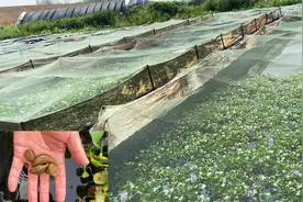 农村小伙在养殖水蛭，蚂蟥怎么养它吃什么，生长环境如何，一起瞧