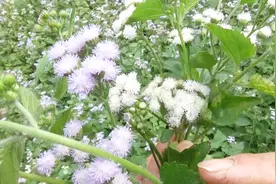 农村田地间的野草，不小心划伤出血敷上就止血，你们认识吗？