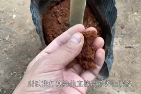 秋季买到“硬土”茶花，教你“巧换”营养土，才能叶子油绿根系壮视频封面