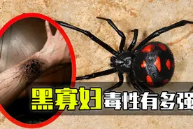 黑寡妇——世界上毒性最大的蜘蛛之一，有一种动物却对它完全免疫视频封面