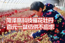 “牡丹之都”菏泽，高科技催花牡丹凌寒绽放，百元一盆仍供不应求视频封面