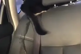 美女把猫咪关车里，猫咪尿急，最后终于憋不住了视频封面