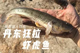 丹东海边狂拉巨型虾虎鱼，个大凶猛肉质细嫩，真饵假饵来之不拒视频封面