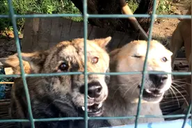 每次和主人短暂相处四条田园犬，来喂狗时就会以最开心的笑脸迎接视频封面