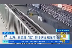 上海：白狐狸“逛”到地铁站，被送动物园|正点财经视频封面