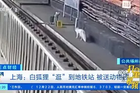 上海：白狐狸“逛”到地铁站，被送动物园|正点财经