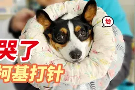 带柯基看病，听到要打针，狗子居然哭了！视频封面