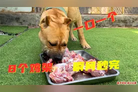 杀人犬小黄吃肉真猛，8个鸡架瞬间秒完，一口一个吃的真香！视频封面