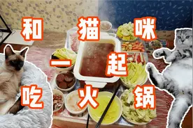 「四川话」天冷降温了和猫咪吃火锅，最后的饮料只有成都人才懂