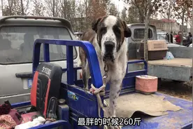 价值8万的狗，体重高达260斤的“巨兽”，庞大无比，真吓人！视频封面