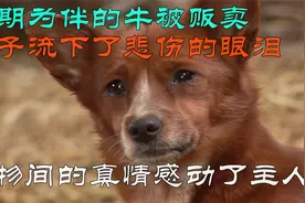 狗与牛的感人故事，长期相伴牛终被贩卖，狗子千里寻牛感动主人视频封面