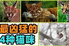 盘点最凶猛的4种猫，单挑野狼，猞猁的凶猛程度远超我们的认知！视频封面
