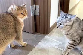 老猫屡次欺负小猫，被发现后假装无辜否认，主人气得直接给关禁闭