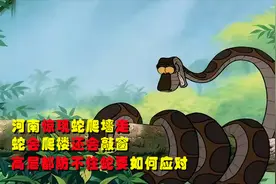 河南惊现蛇爬墙走，蛇会爬楼还会敲窗？高层都防不住蛇要如何应对