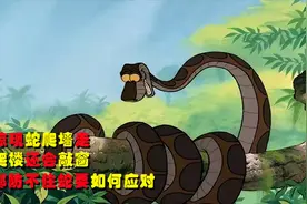 河南惊现蛇爬墙走，蛇会爬楼还会敲窗？高层都防不住蛇要如何应对视频封面
