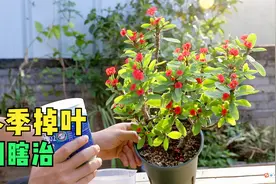 虎刺梅冬季掉光叶片，怎么处理呢？照我说不用管视频封面