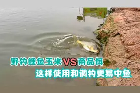 野钓鲤鱼商品饵还是玉米好？这样使用和调钓，好入口易中鱼！