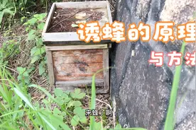 诱蜂其实很简单的，把桶涂上蜂蜡放山上，位置选对了很容易来蜂的视频封面