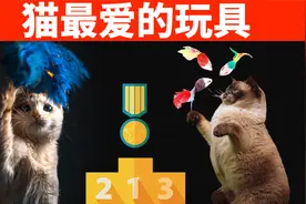 猫咪最爱的7款玩具，第一名你绝对想不到，太感人了！视频封面