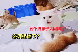 五只小猫床上跳，两个猫妈叹气叫，独苗小猫太闹腾，必须扔掉？视频封面