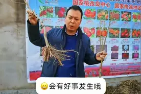中桃抗砧1号视频封面