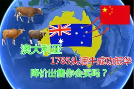 澳洲加快行动，1785头活牛成功抵华，降价三成中国人愿意购买吗？视频封面