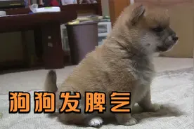 狗狗要出门被主人拒绝，竟然发脾气还冲主人吼叫：简直气死宝宝了视频封面