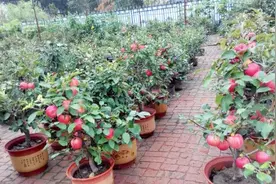 吃完的苹果核不要扔，把他种在花盆里，效果比盆栽还好视频封面