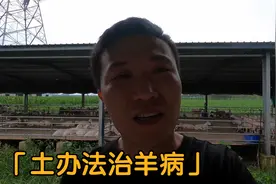 农村养羊土办法不光防病还能治病，老辈人传下来的经验，不妨试试视频封面