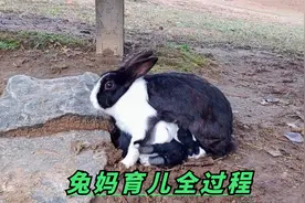 为了保护幼崽！兔妈每次喂完奶不惜将洞口堵死，母爱太伟大视频封面