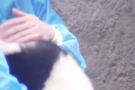 受了委屈的熊猫，哭唧唧的找饲养员求安慰，镜头记录下全过程视频封面