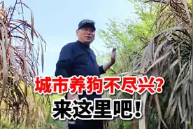 城市养狗不尽兴怎么办？来农村吧！狗能满山跑，人也更尽兴