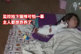 猫咪趁主人熟睡疯狂撕咬，差点毁容，这猫还能养吗？视频封面
