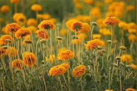 治愈钢琴曲：我是你生命中的过客，而你是我这辈子永恒的定格。视频封面