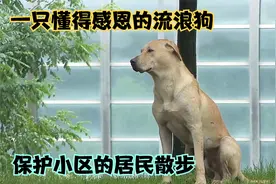 懂得感恩的流浪狗，为了报答居民每天护送居民回家，结局暖心视频封面