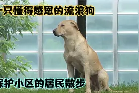 懂得感恩的流浪狗，为了报答居民每天护送居民回家，结局暖心视频封面