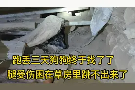 走丢三天的狗狗终于在破草房里找到了，原来是腿受伤爬不出房子了视频封面
