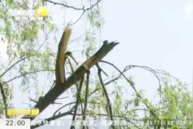 西安：市民为尝鲜疯狂采摘槐花，槐树遭殃遍体鳞伤，看着就很心疼视频封面