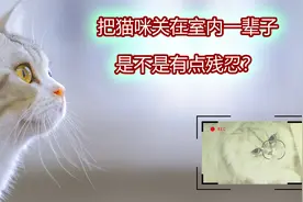 把猫咪关在室内养他一辈子，对猫咪来说算残忍吗？视频封面