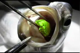动物界奇怪事——深度揭秘动物变僵尸的方式！探索发现 动物世界视频封面