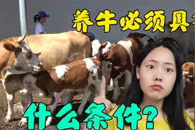 养牛4个必备条件！不符合条件的千万别来，否则有你赔的！视频封面