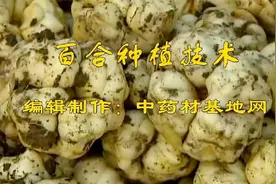百合种植技术视频封面