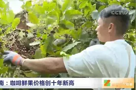 云南普洱咖啡产值将突破30亿元视频封面